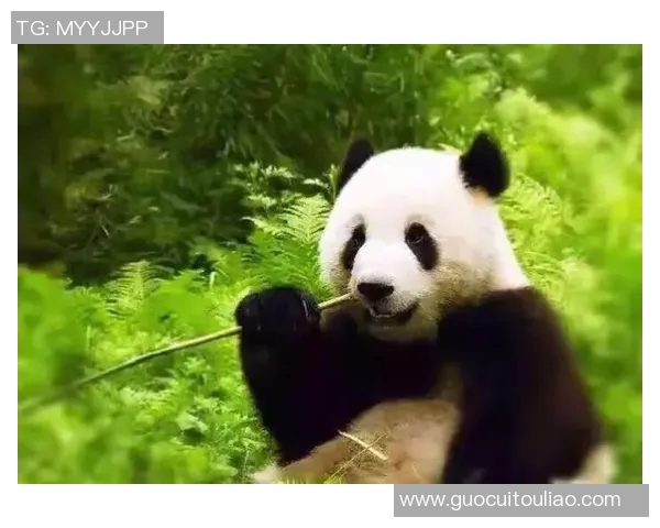 足球明星亲临中国探访熊猫展现友谊与环保意识的美好瞬间 足球明星亲临中国探访熊猫展现友谊与环保意识的美好瞬间